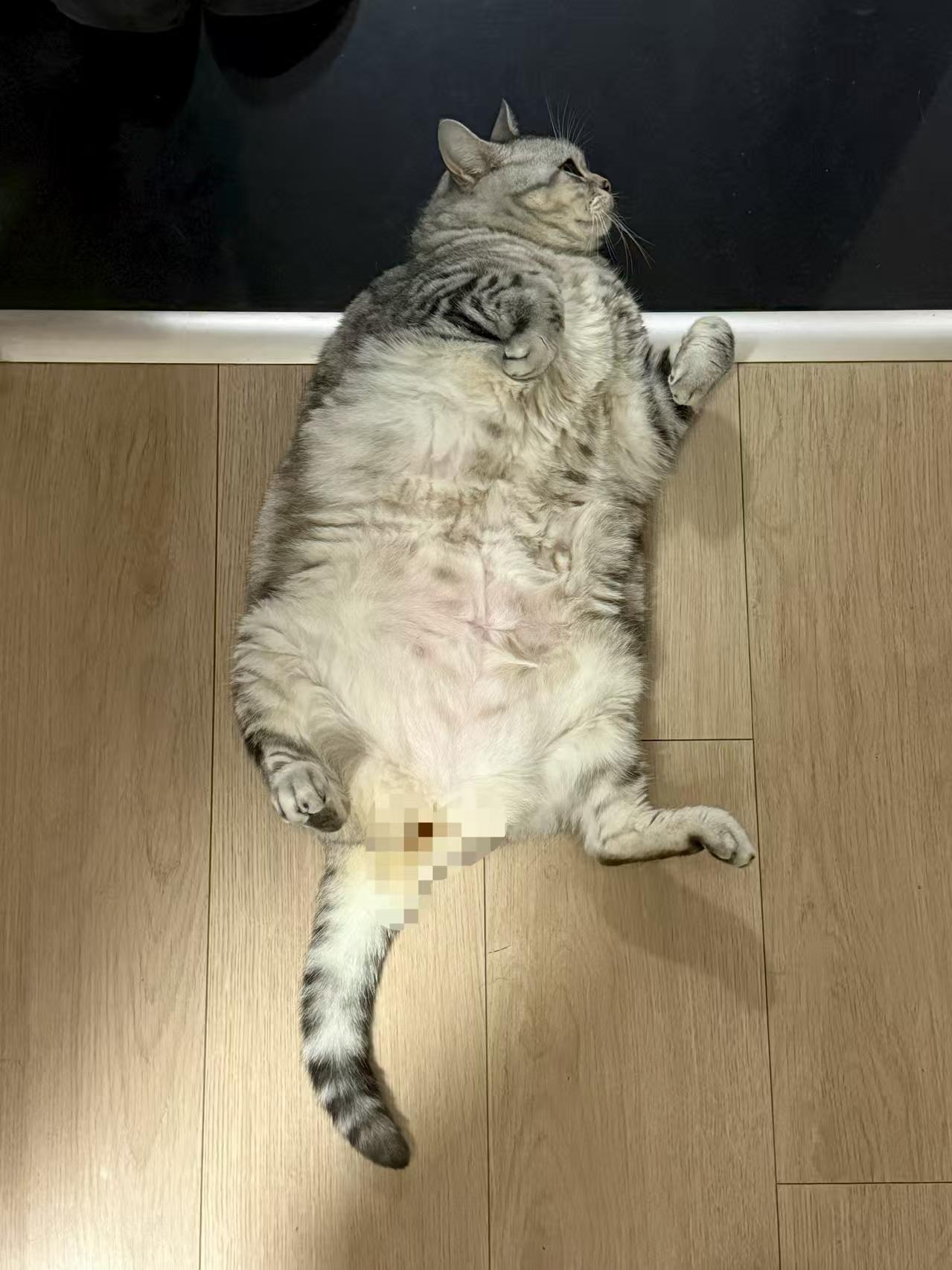服了，拦路虎来碰瓷了。