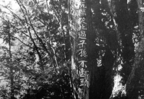 1983年，靖宇县一个护林员在老林子里溜达，突然对着棵树跪下了，手里半块玉米饼子