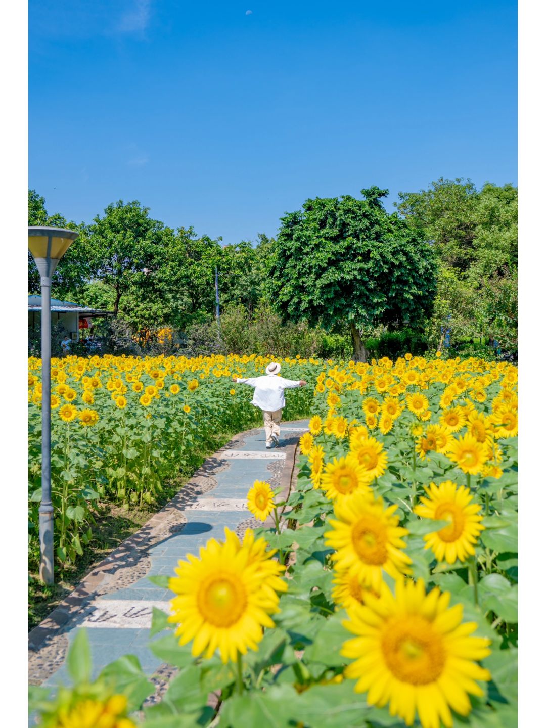 广佛超小众向日葵花海🌻金黄秋日油画感！