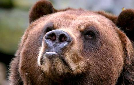 【一名日本男子掉进熊洞——被熊咬伤后，他竟然还打败了熊。】两名登山者因大雪在岩神