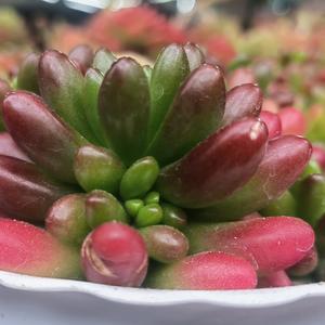 人心易变心有彩！