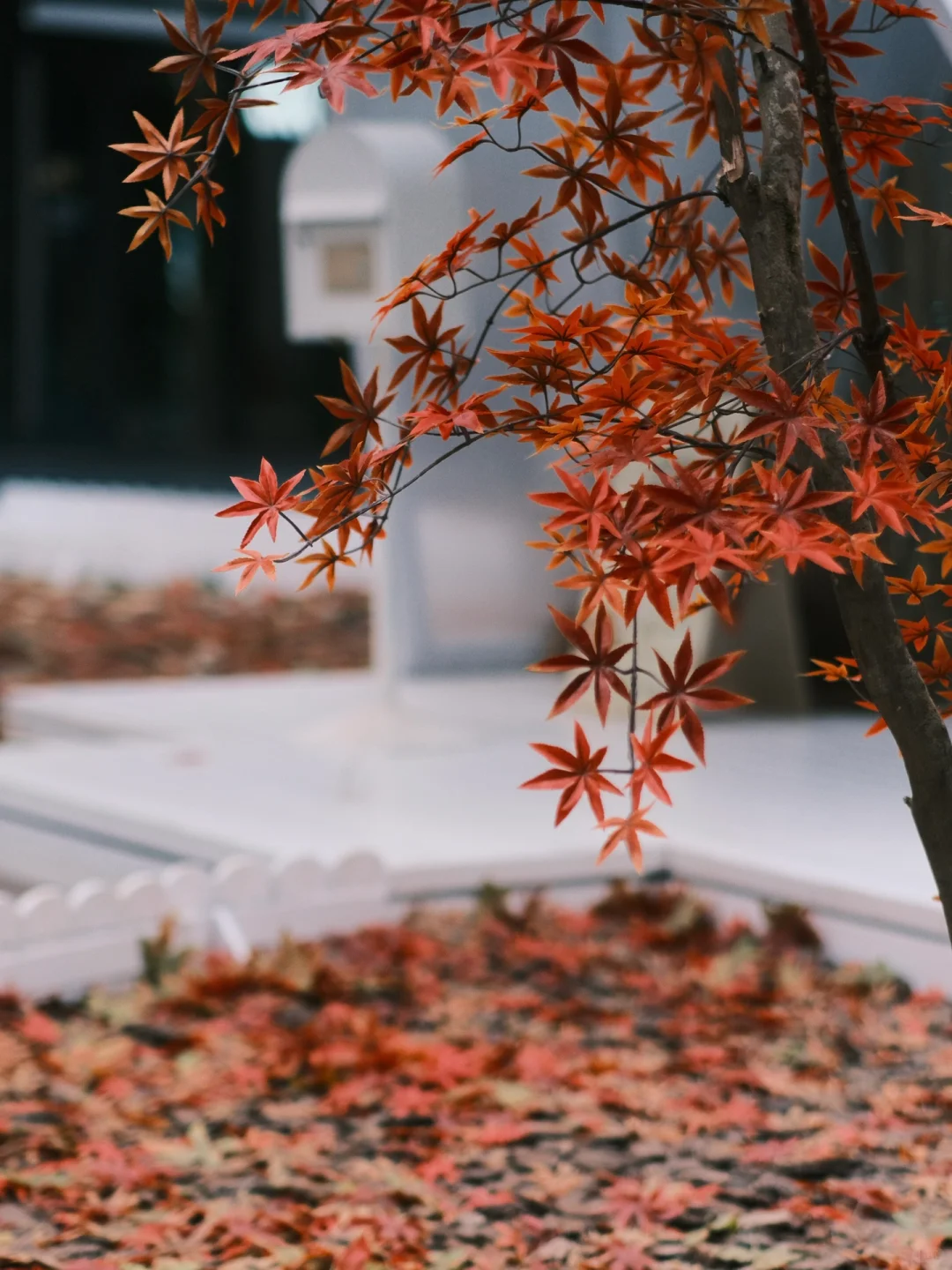 深圳秋天的氛围感|枫叶红了，一起去捡秋吧🍂