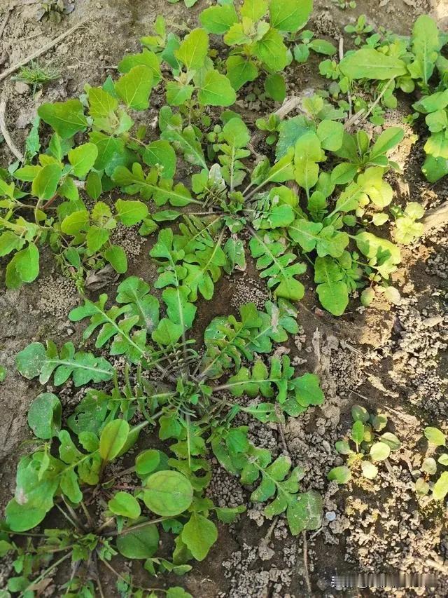 我们河南许昌这边儿也有，这时候的荠菜是最嫩、最好吃的，比开春的荠菜更好吃！

我