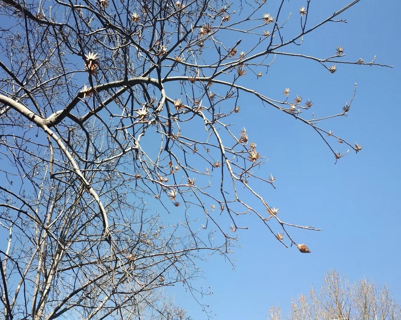晒图大赛今天风和日丽，蓝天依旧，暖阳之下香椿树的果实肉眼可见的开裂，正在用这种方