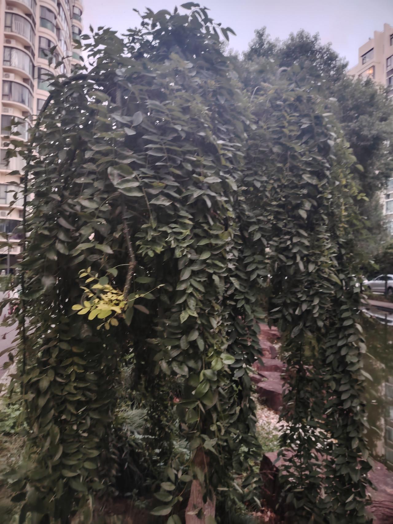 先生溘然长逝，最悲痛的当属翁帆。那个二十八岁春日里毅然走向他的身影，如今已与先生