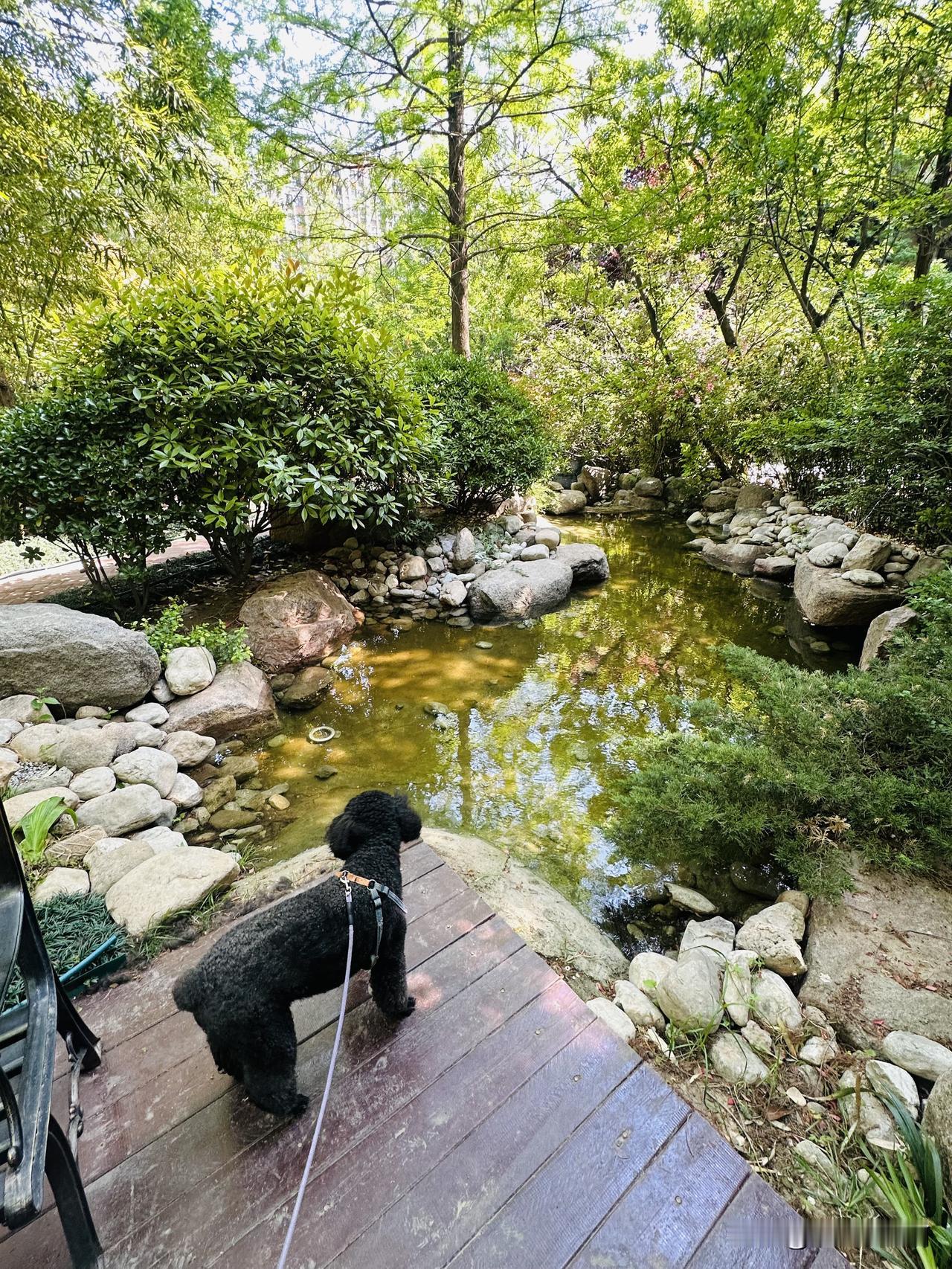 平常赵百万六点就起床了，今天这个点才起来。
头上那户的大白来门口叫它两次，隔壁贝