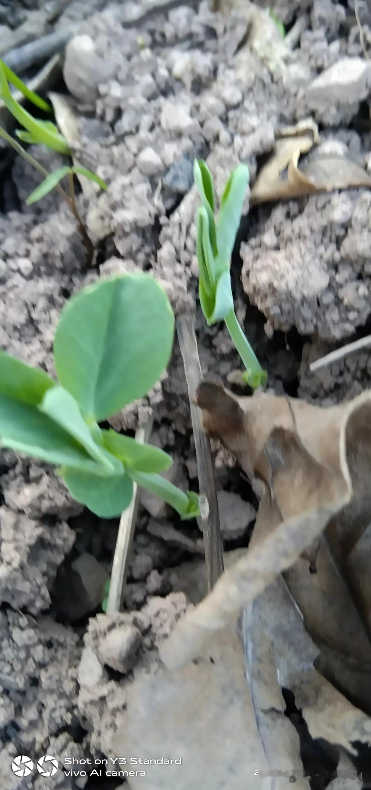 上个礼拜种的碗豆，开始长出来了。如果这个礼拜下雨的话，半个月可以吃豆尖了。