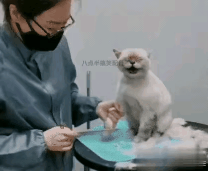 太好玩了！太好笑了！猫猫为什么都不愿意让铲屎官们帮着搞卫生呢？是不是因为猫猫太胆