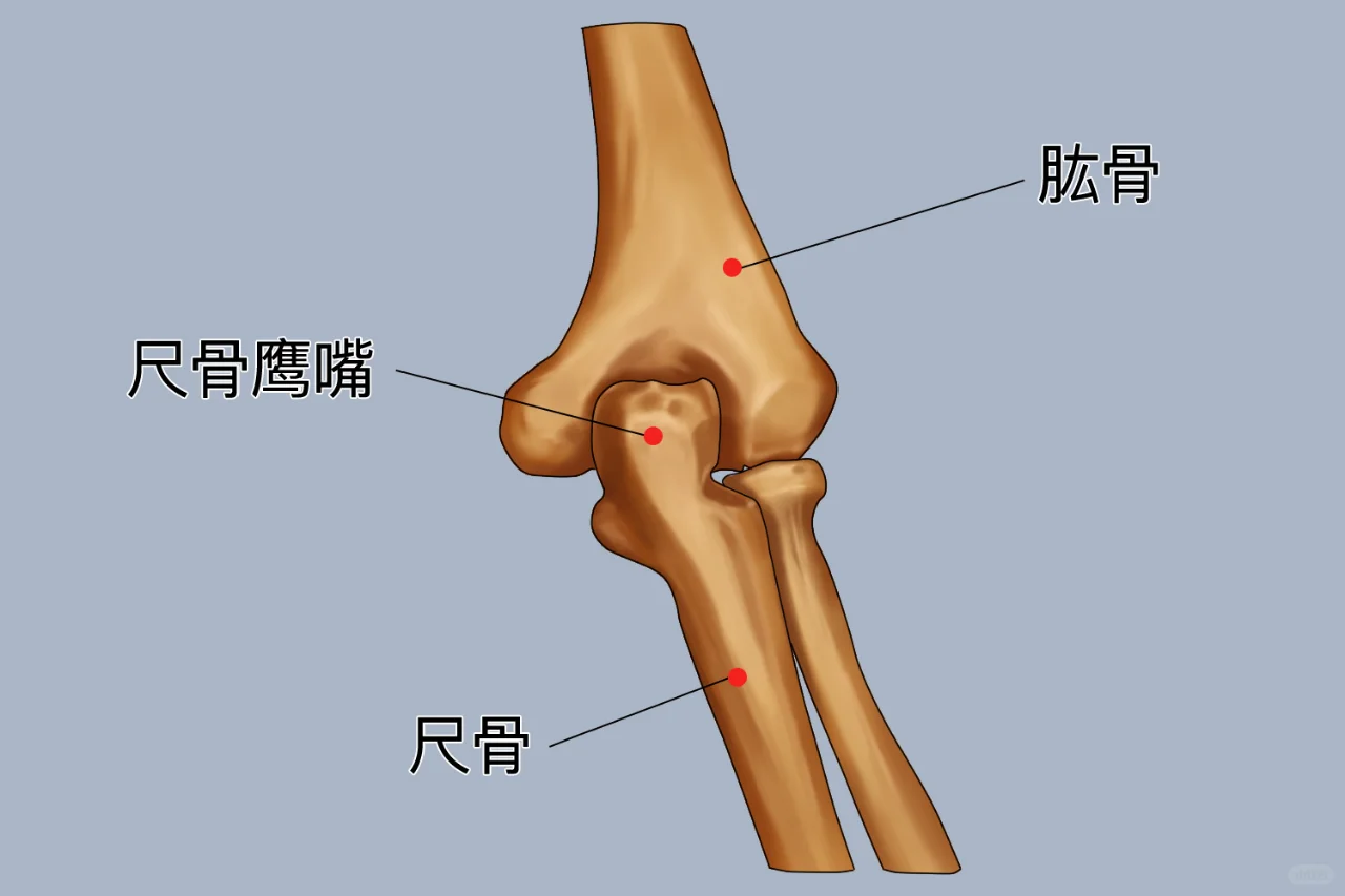 尺骨鹰嘴位置图