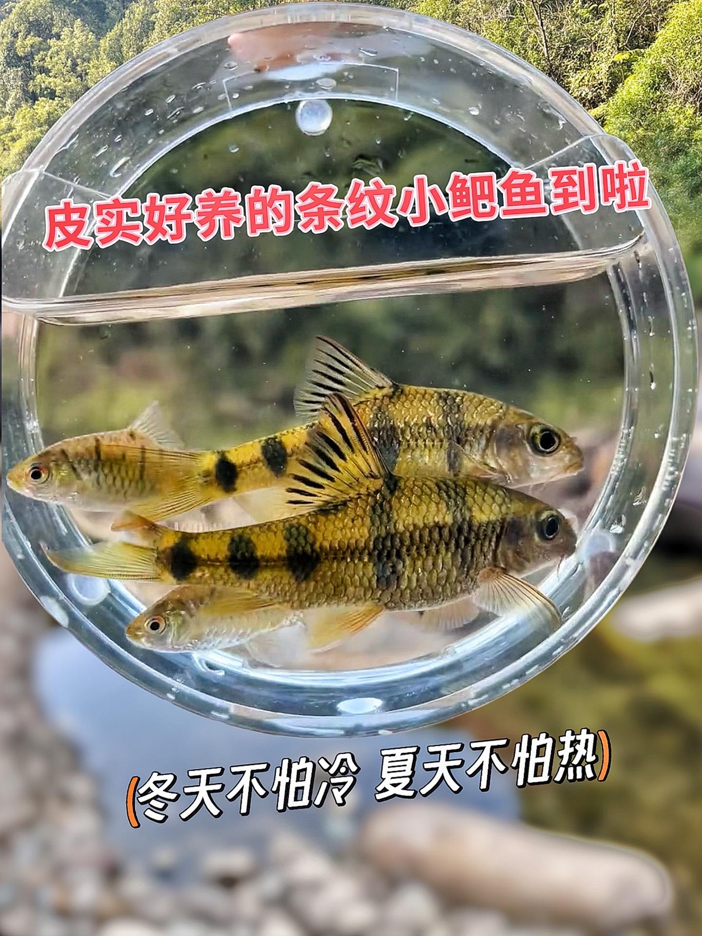 ●清理杂物：条纹小鲃鱼是杂食性鱼类，会食用鱼缸中的藻类、剩余饲料残渣等...
