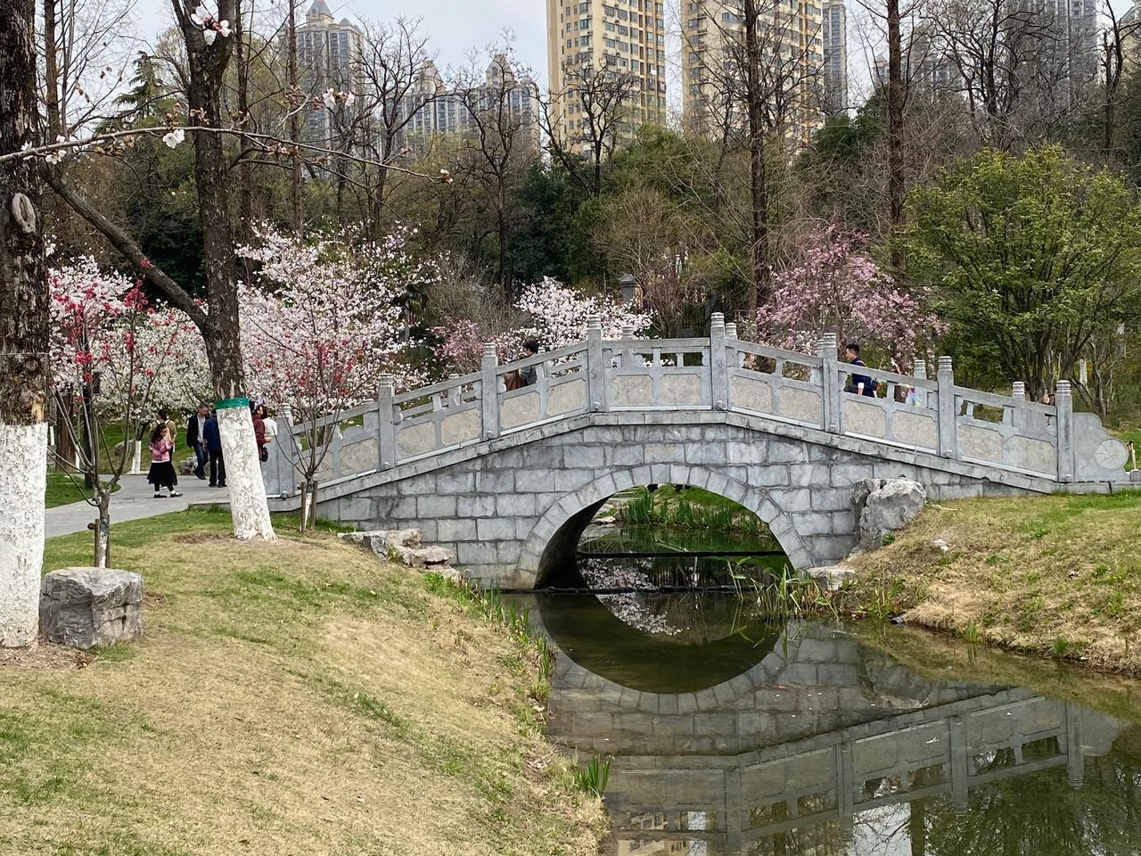 合肥古逍遥津的樱花开了🌸
真是美极了
樱花溪，配合倒影，真是好看
古树，小桥流