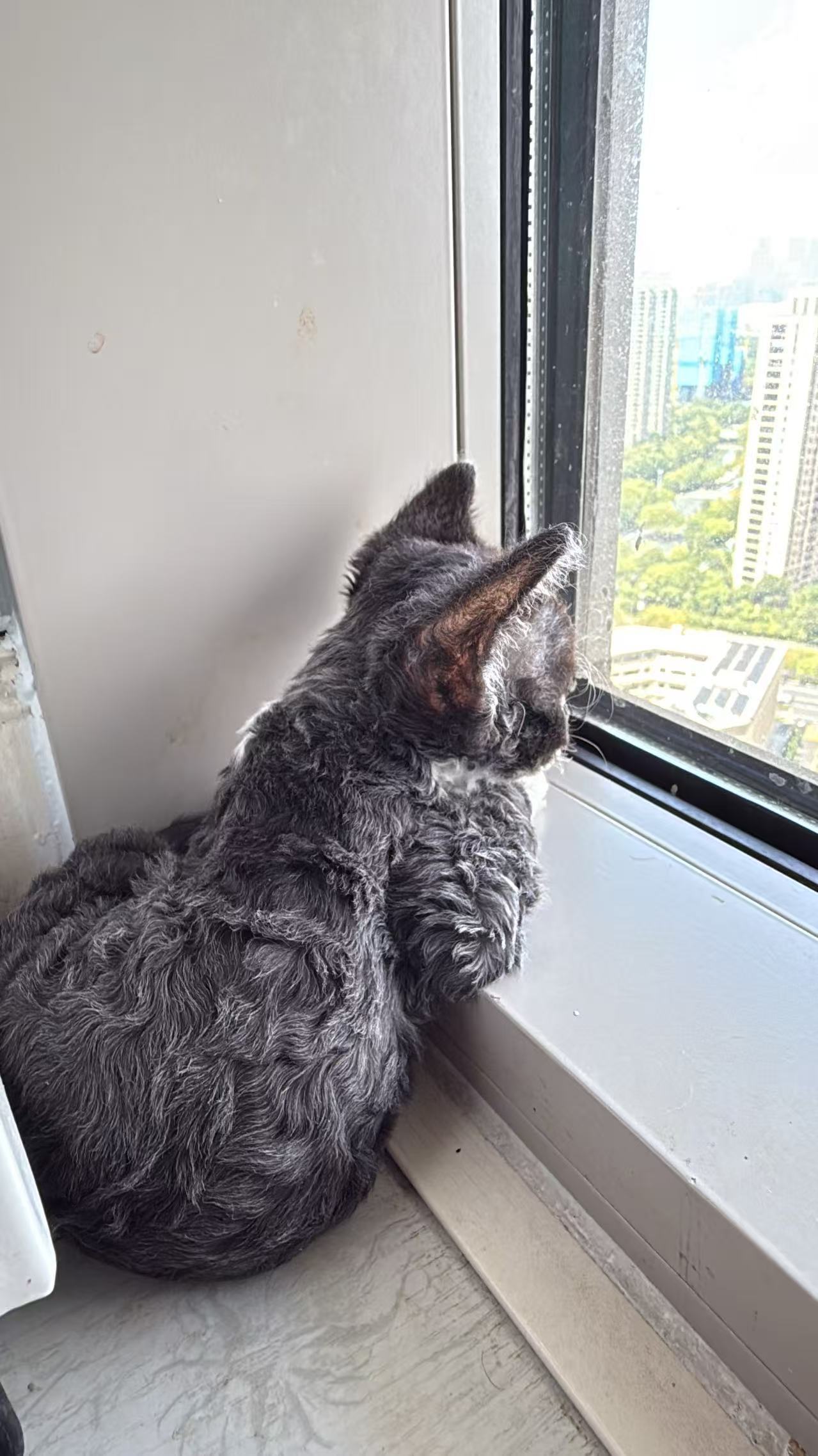 这是在？思考你的猫生？ 