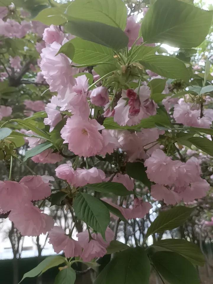 春天到了，红谷滩就是个赏花宝藏地！3月中旬到4月中旬，东碟子湖大道樱花园的樱花盛