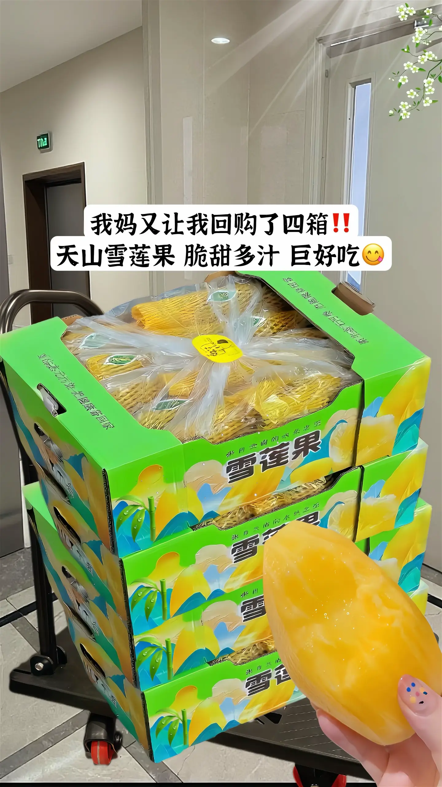 雪莲果 天山雪莲果 脆甜多汁 应季水果现挖现发