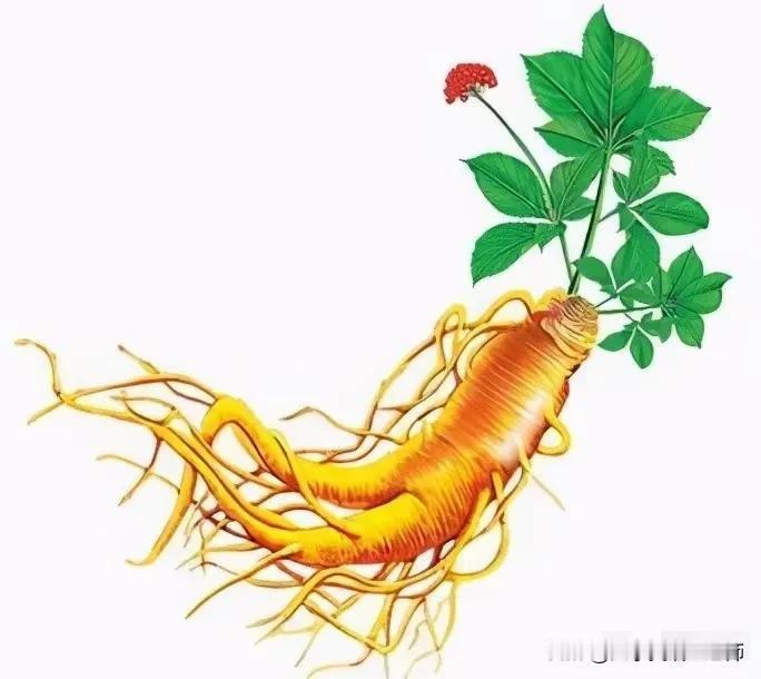 日语里的人参居然是胡萝卜？为什么？据说古代日本是没有人参的，直到明朝初期，有中国