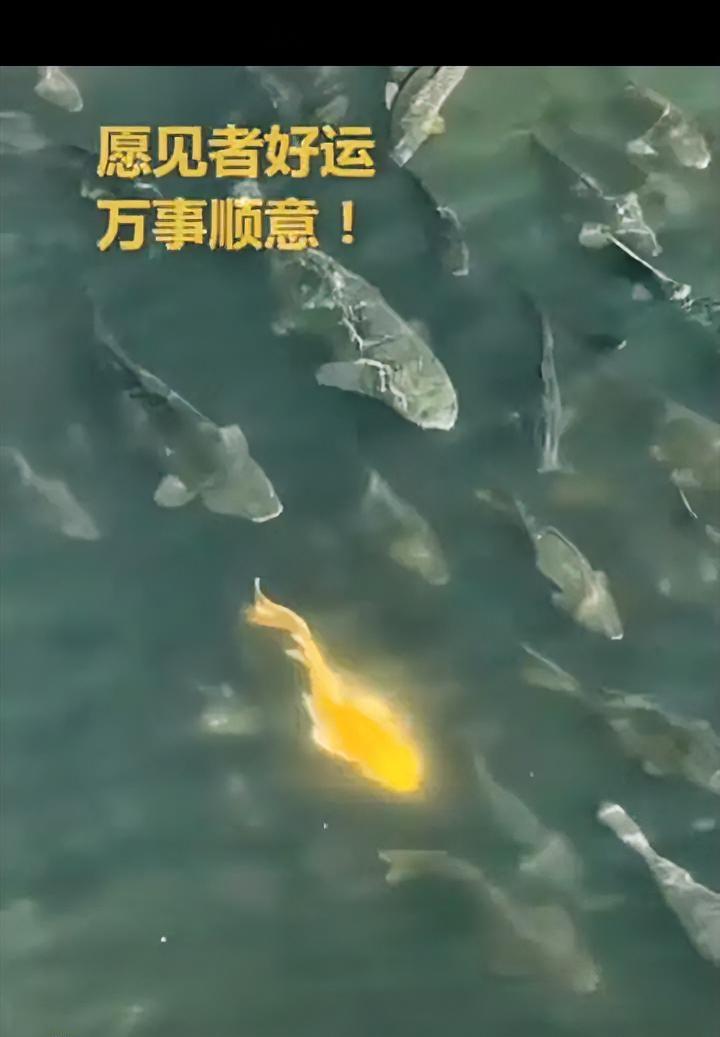 上人民日报了！四川宜宾拍视频的大哥一开始以为是太阳反光，镜头拉近才发现，那抹金光