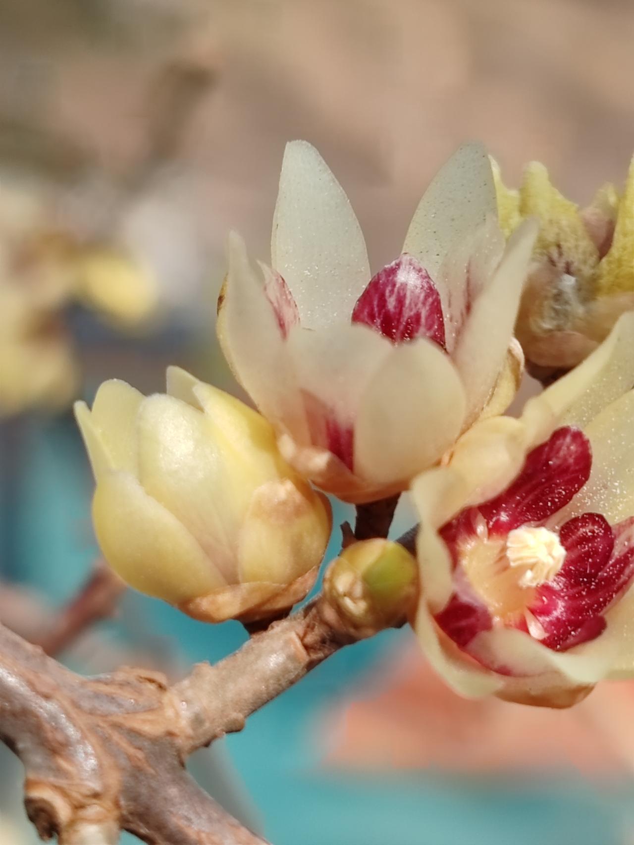 晒图笔记大赛梅花迎春笑，是春天最美的使者。