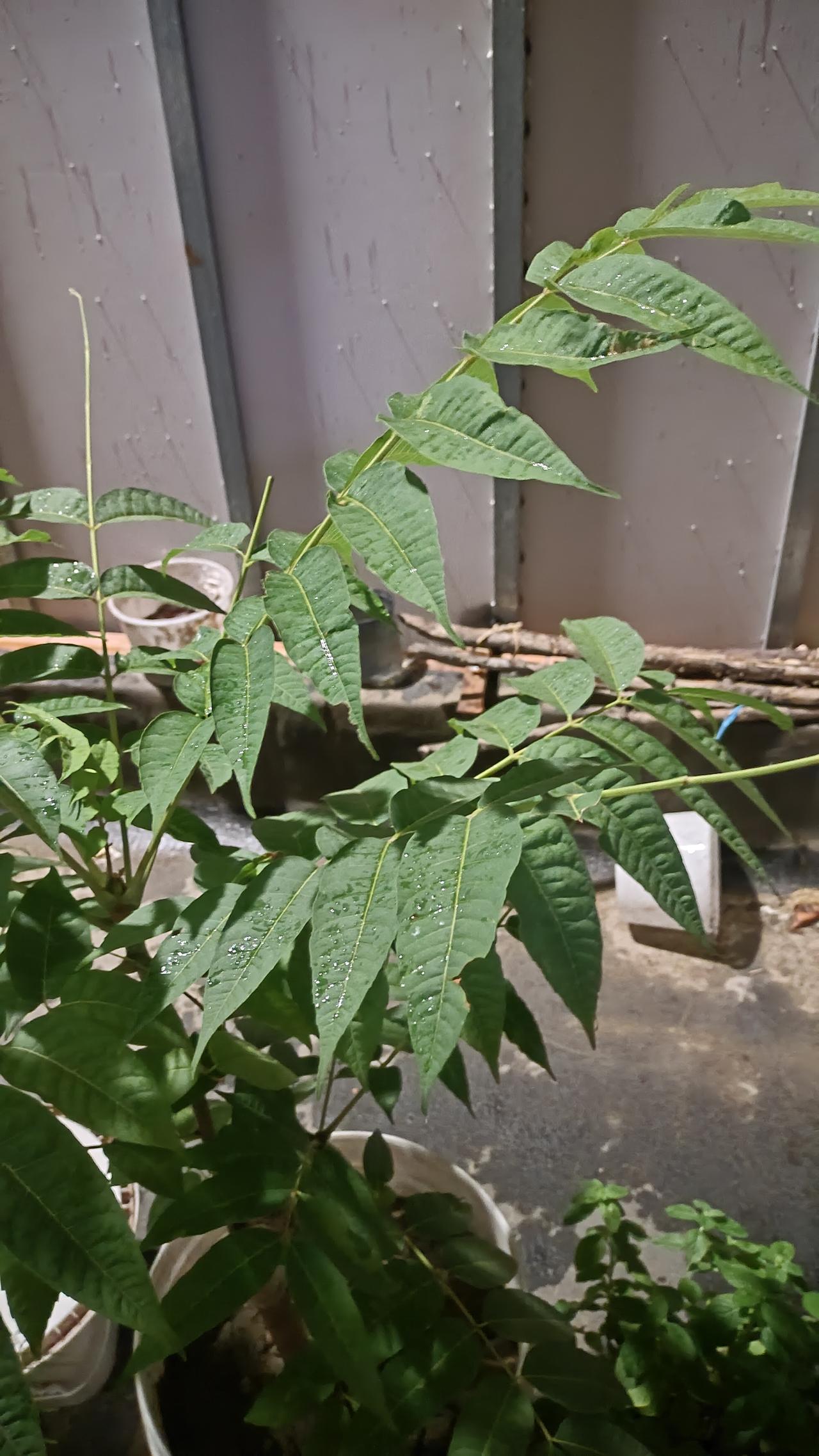 今天天气闷热，但影响不了我们下班去打乒乓球。
快八点时，感觉有水落到身上，我还以