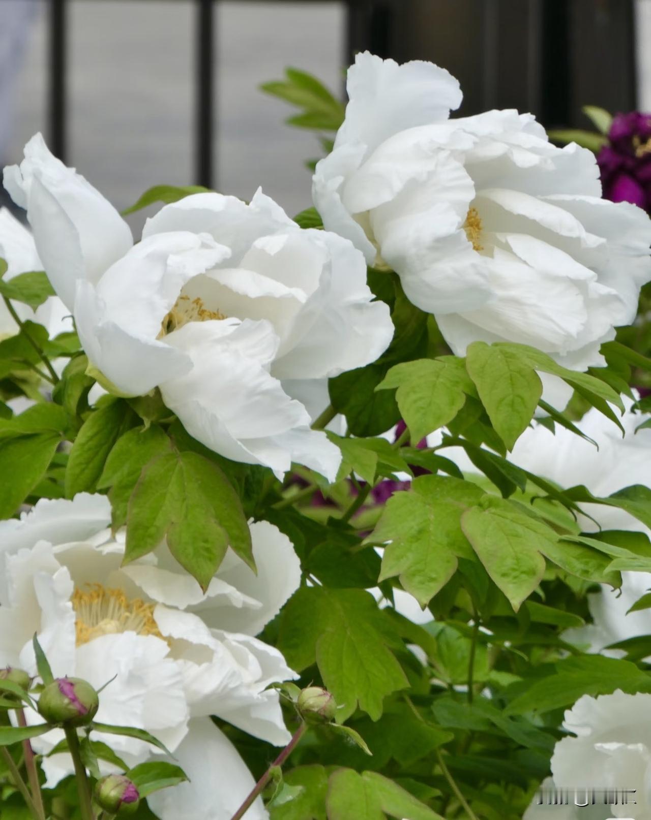 西安的纳税人，你们的牡丹快谢了！
许是上了年纪了，
终于懂了牡丹为何是百花之首了