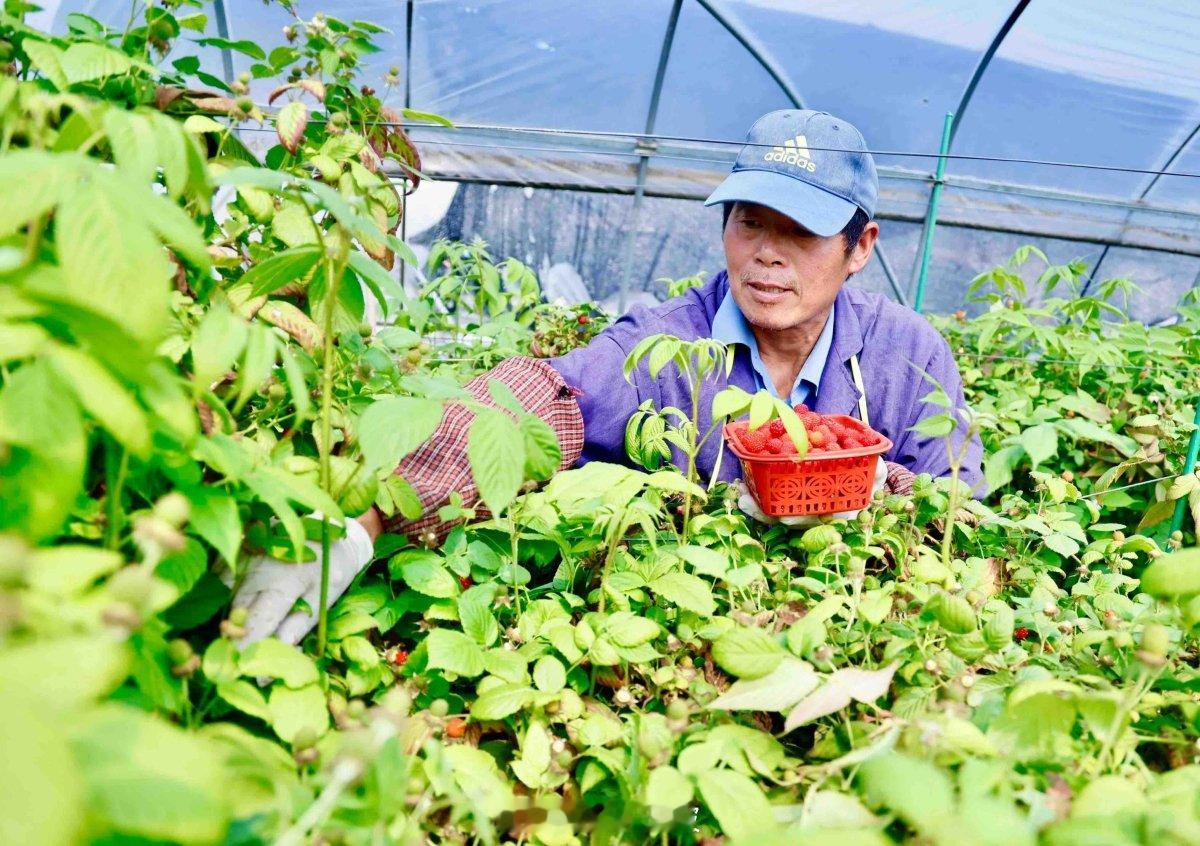 宁波人童年野果阿公公提早两周上市 4月15日消息，宁波人童年野果“阿公公”（学名