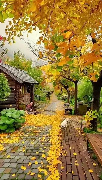 秋意渐浓，静谧乡村小路，落叶纷飞，时光静好。🍂🍂🍂#用个秋天的特效# #图