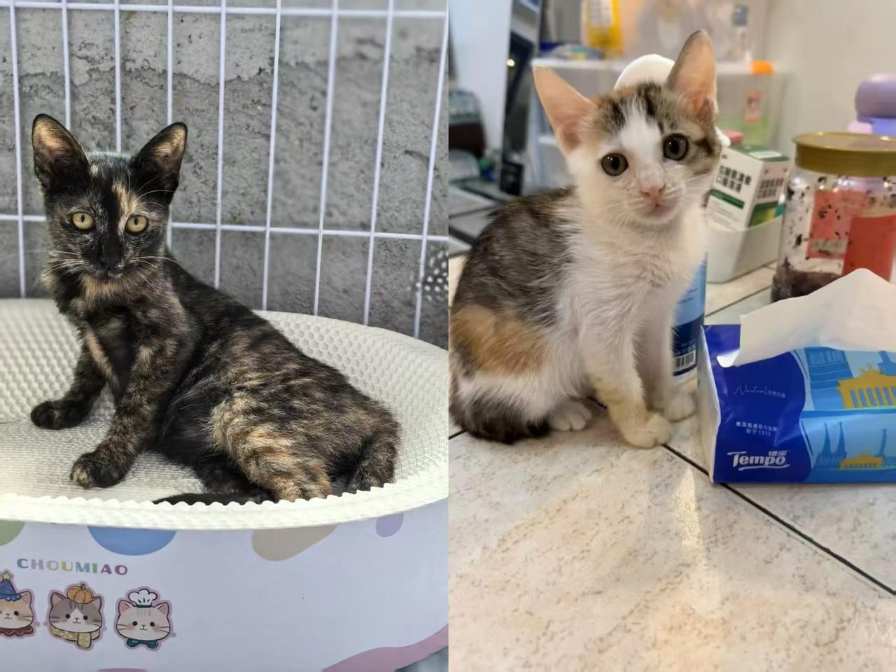 珠海，帮转发找领养
免费领养：小玳瑁猫，小三花猫，都是两个月大，两只都性格完美，