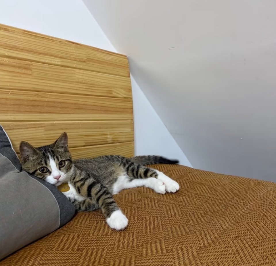 萌宠 宅家，猫天天睡主人枕头。主人：能不能留点位置给我？猫：居家共享床位，床位归