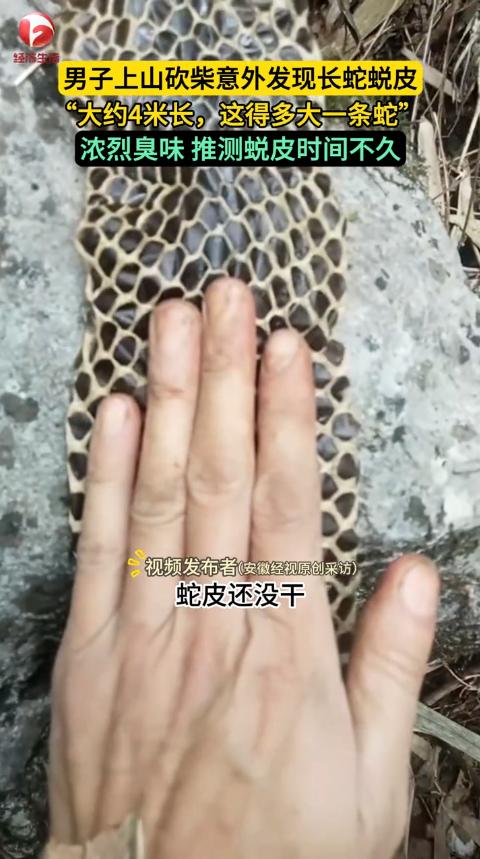 “活久见！”近日，广西河池，一男子上山砍柴时，突然闻到周围有一股恶臭味，他仔细寻