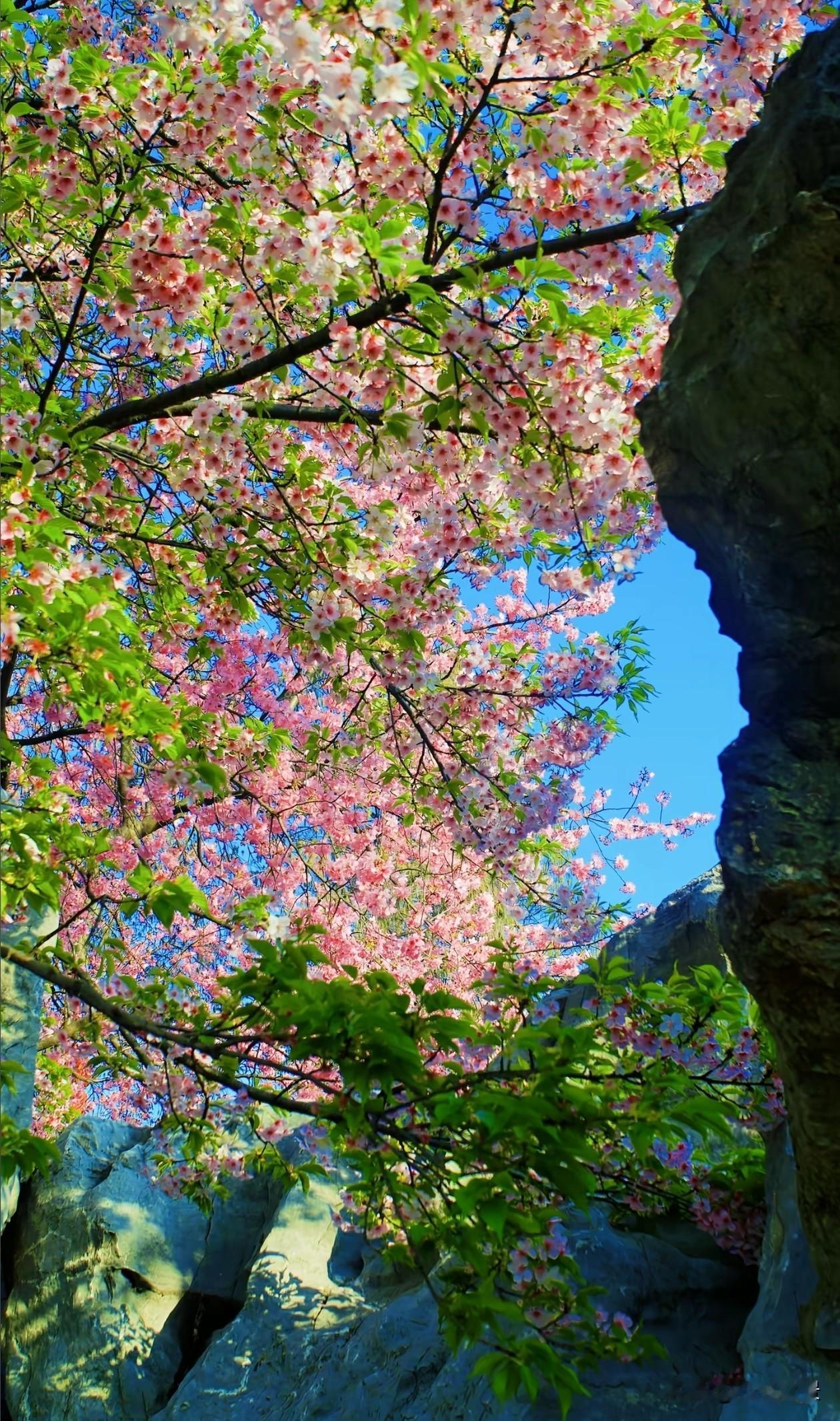 花海抬眼撞见春日浪漫，粉花、青石与晴空，是大自然随手画的风景画✨春日赏花 樱花季