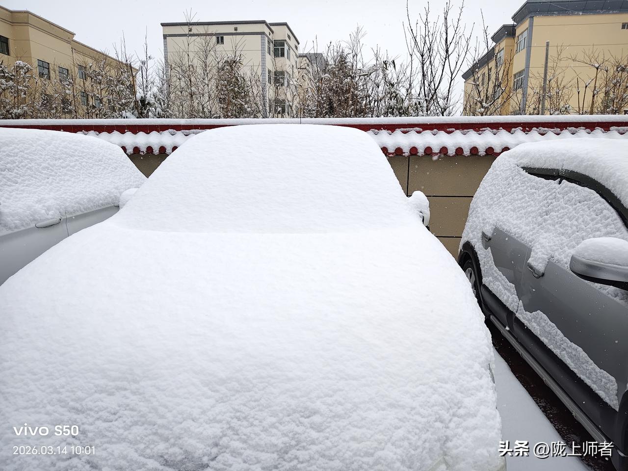 这是春天不是冬天！这事就发生在昨夜今晨，冬雪争春，好兆头！