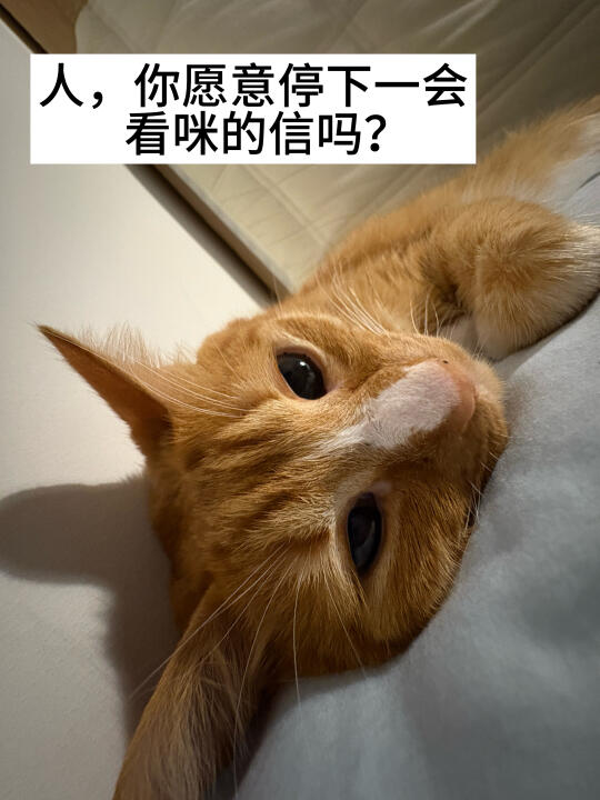 人，你愿意停下一会看咪的信吗？