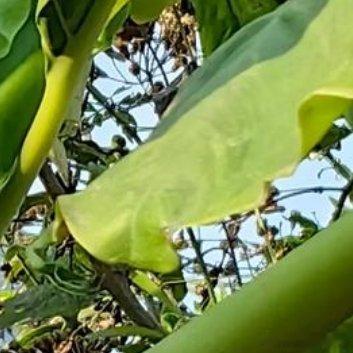 种植 🍃滴水观音的种植方法1. 光照：滴水观音喜欢充足的散射光，但不耐直射阳光