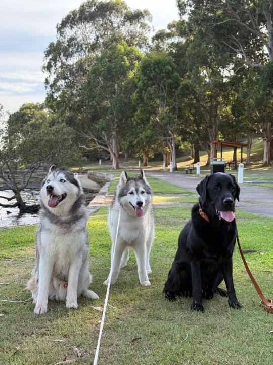 和哈士奇小分队的清晨遛遛🐕‍🦺
