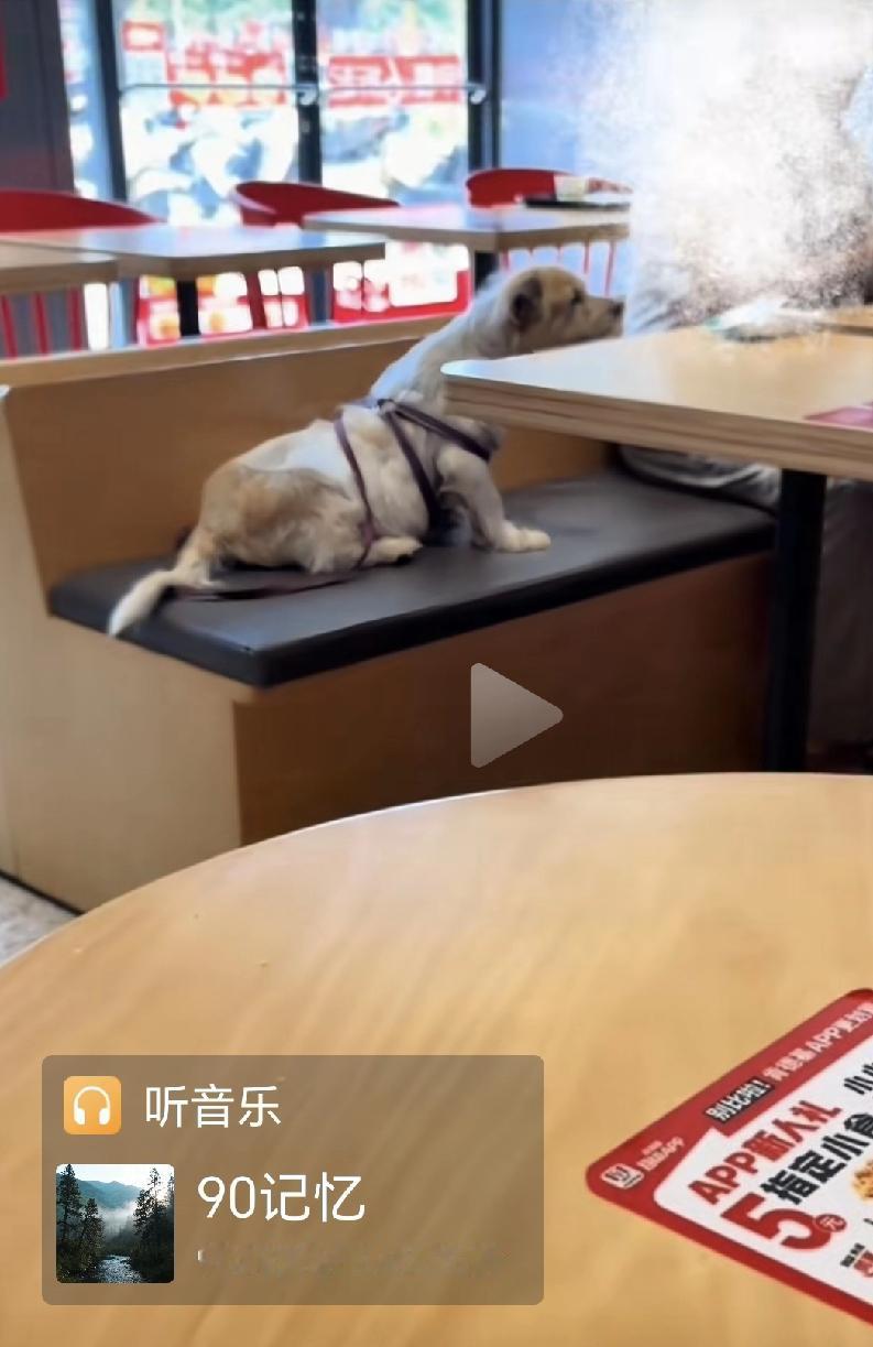 这不知道是啥地方的KFC，咱也不敢问，总之说是可以带狗进去就餐，你看这么大一条狗