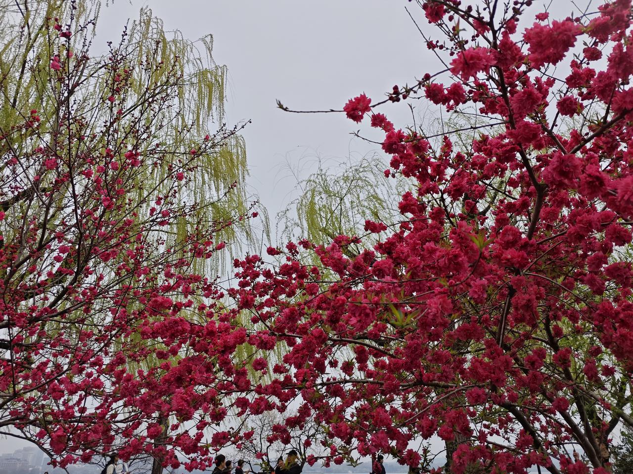 西湖的春天真的很美，可以身临其境感受到宋朝文学家欧阳修笔下的西湖美景：春深雨过西