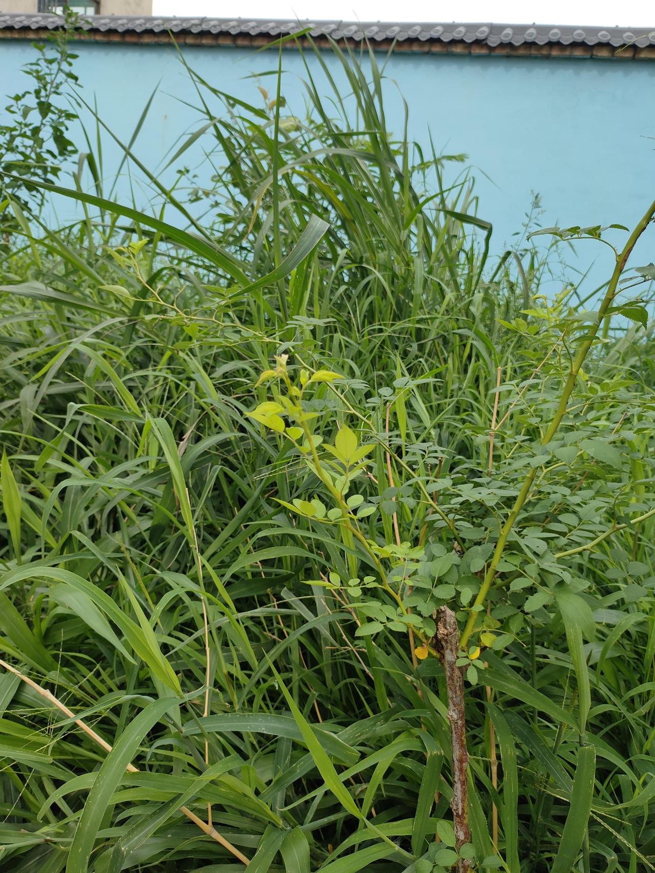 秋日随手拍小院草木自在生长，杂花静静开着。不必精心打理，山野般的生机，藏着最朴素