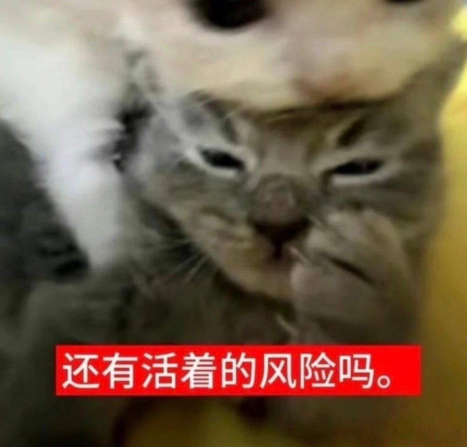 猫咪表情包~ 