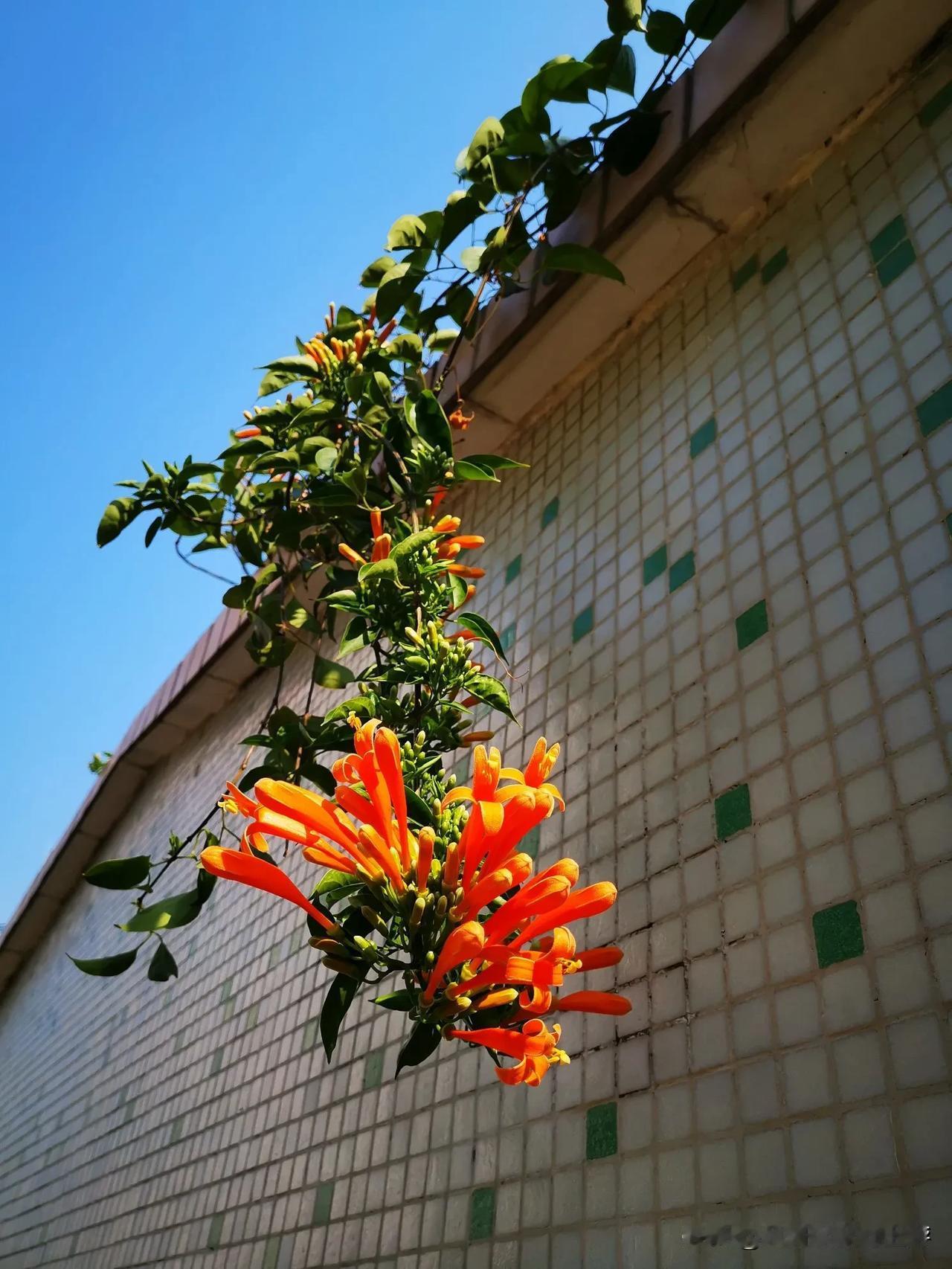 凌霄花