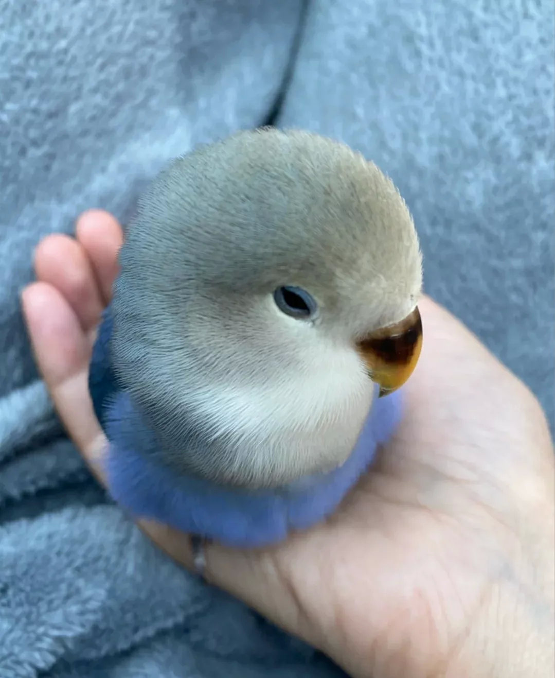 国内养猫狗的很多，但是养牡丹鹦鹉的多吗？出门遛弯还能放口袋裡，躲进袖子里就是掌中