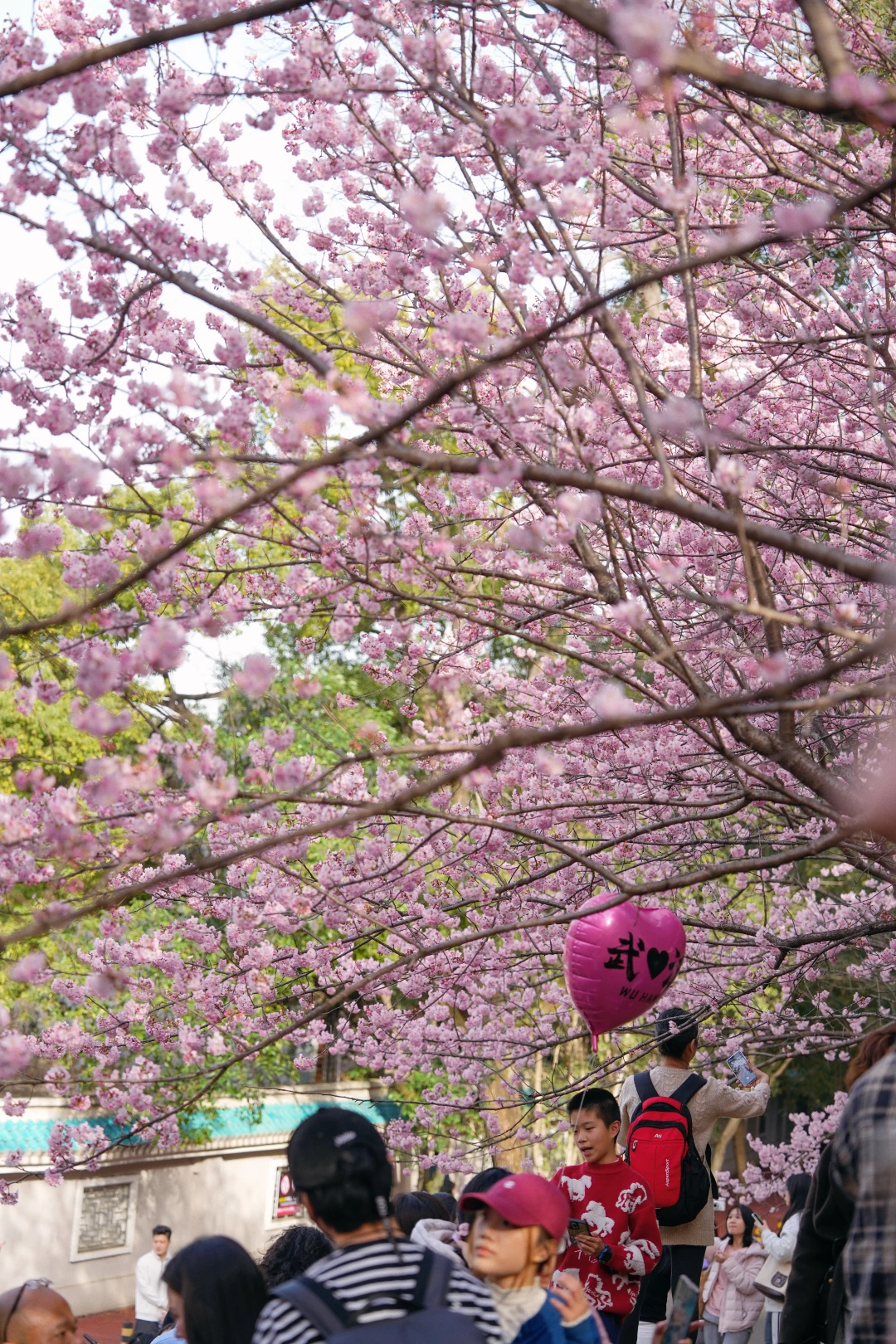 接下来的武大樱花🌸是一万次的春和景明❗️