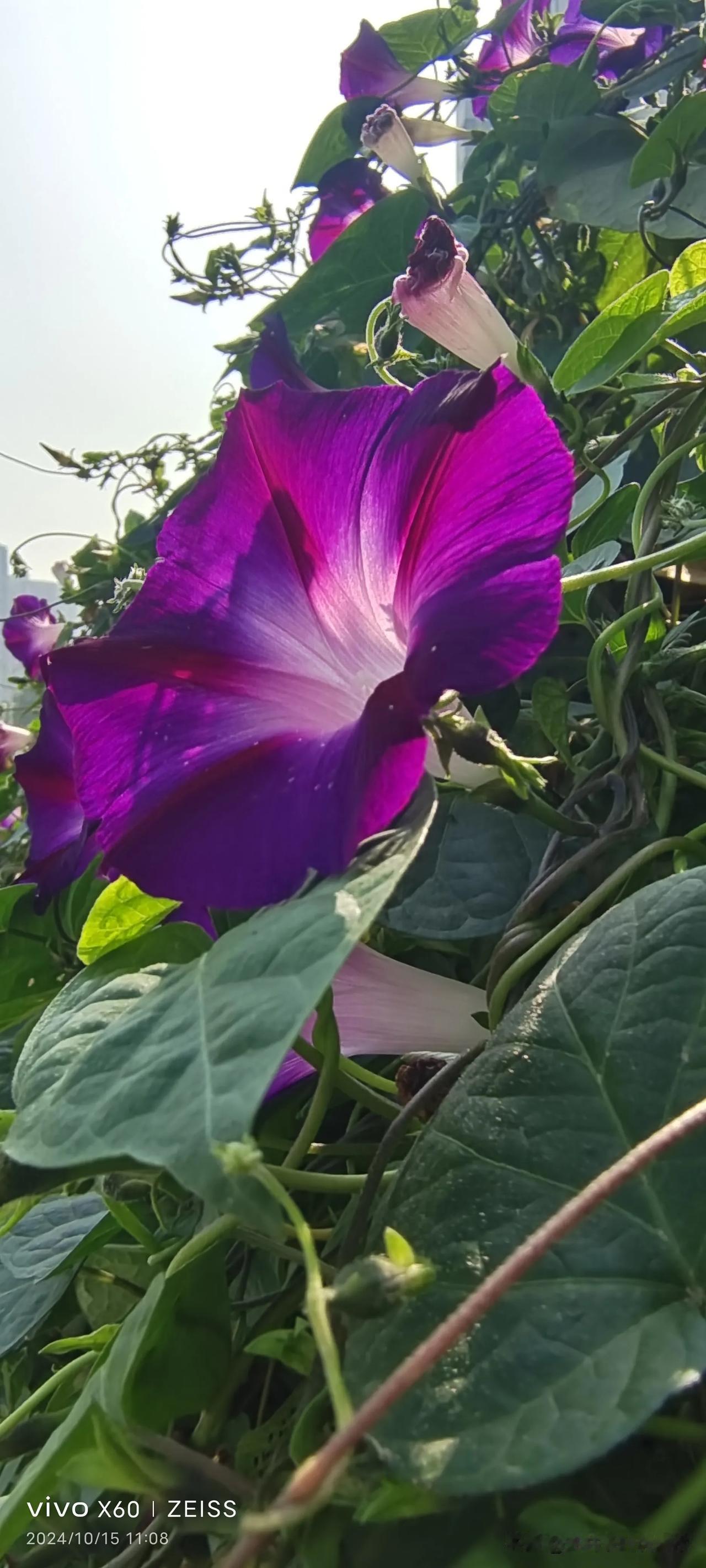 #谁拍过牵牛花，发上来秀秀#