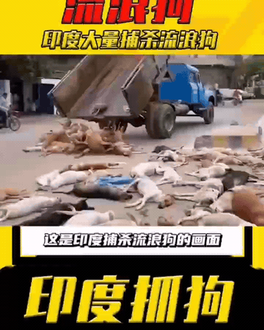 印度放大招了，大量捕杀流浪狗！

下面是一段来自印度捕杀流浪狗的画面，可以看出有