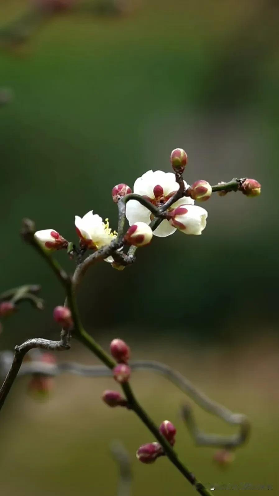 春风拂面，花开满枝。随拍春日花朵 开在骄阳下的花