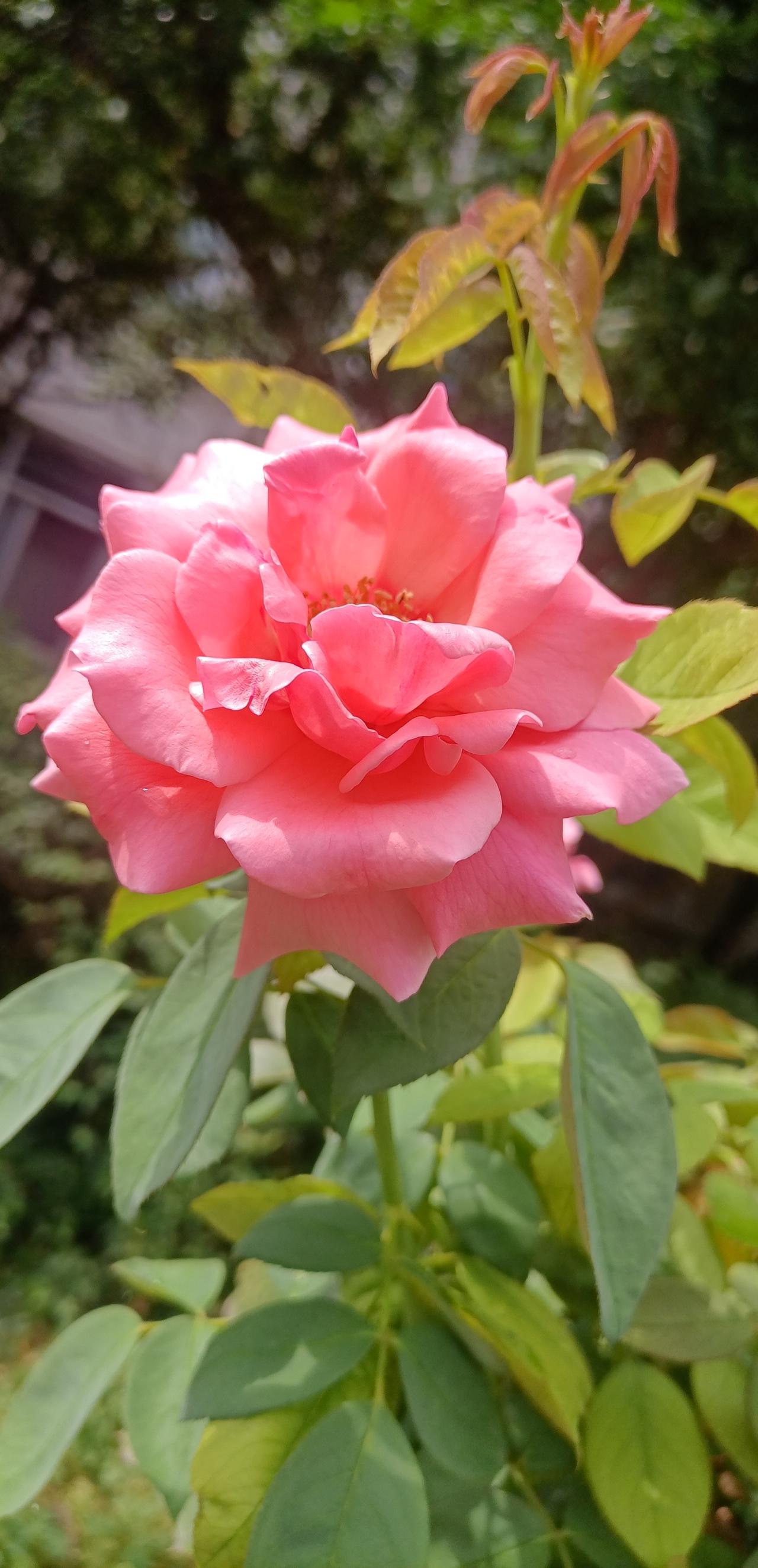 【夏之韵·粉红色的月季花】夏日生活打卡季
幸福就像你身后的影子，
你追不到，但是