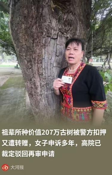 海南，一女子种了一颗价值 207 万的百年重阳树，却在夜里被人连根拔走，女子赶紧