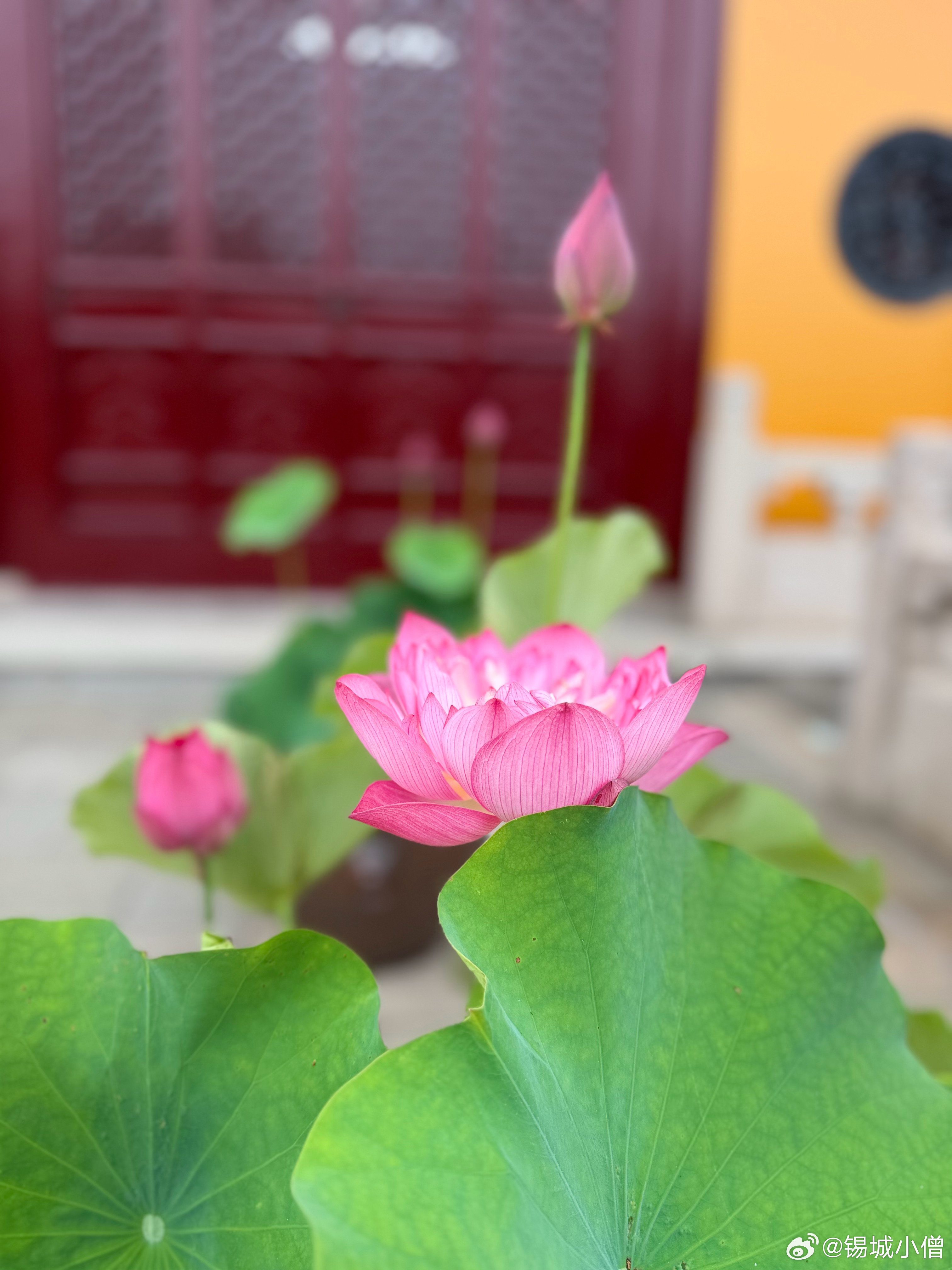 佛教  师父说：智慧是用来解决自己的烦恼的，而不是用来挑剔别人的缺点的。 