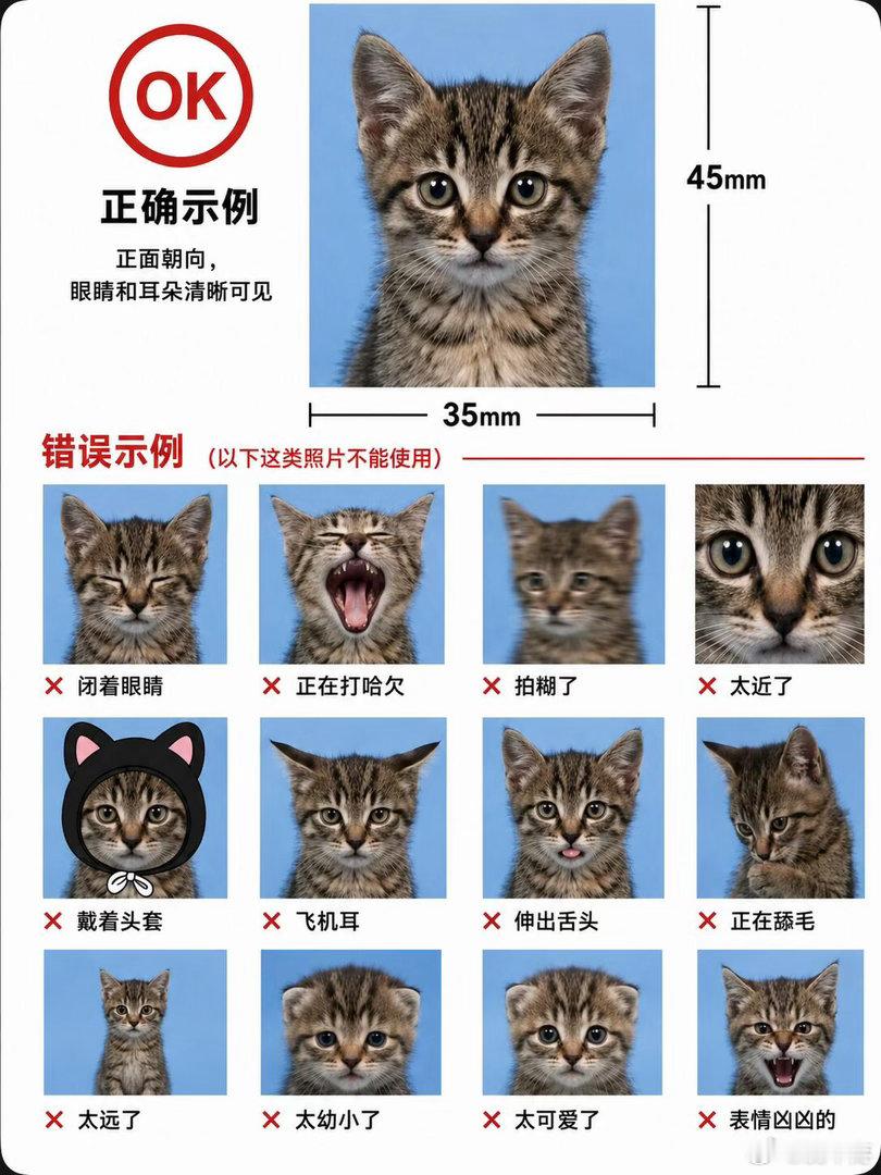 内娱证件照拍摄指南内娱版小猫证件照拍摄指南 最近被这个内娱男女明星版小猫证件照拍