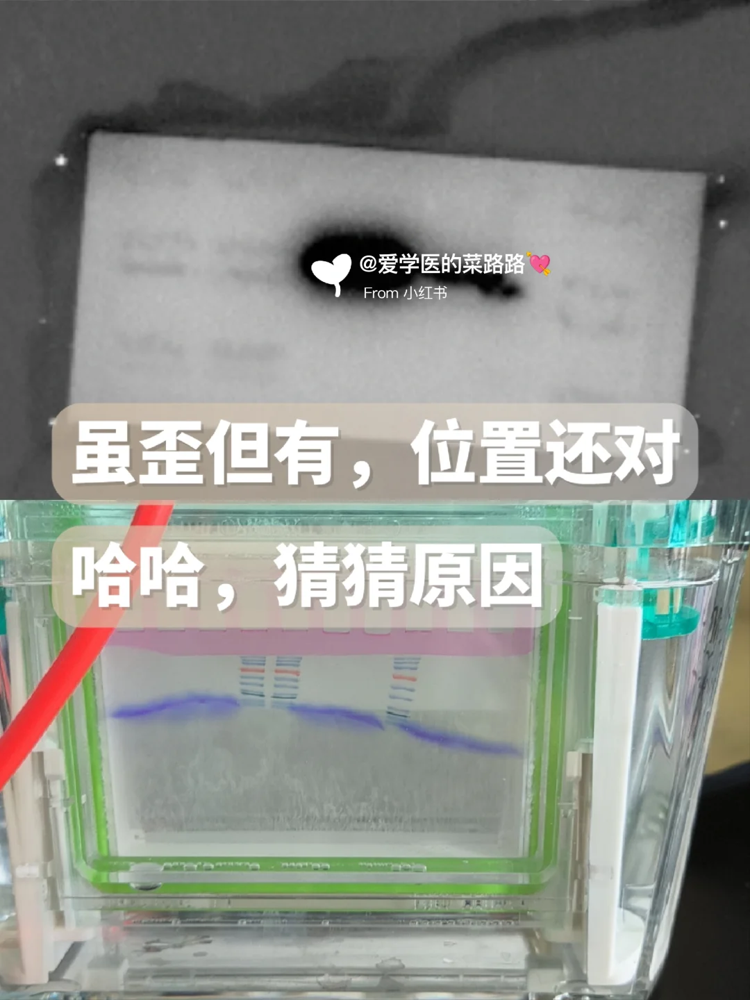 日常记录，实验，年会