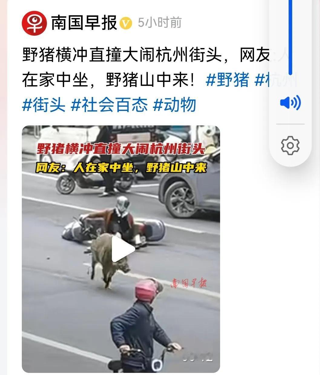 #野猪横冲直撞大闹杭州街头#
是的，视频里的野猪杭州街头横冲直撞，到处撒野，如入