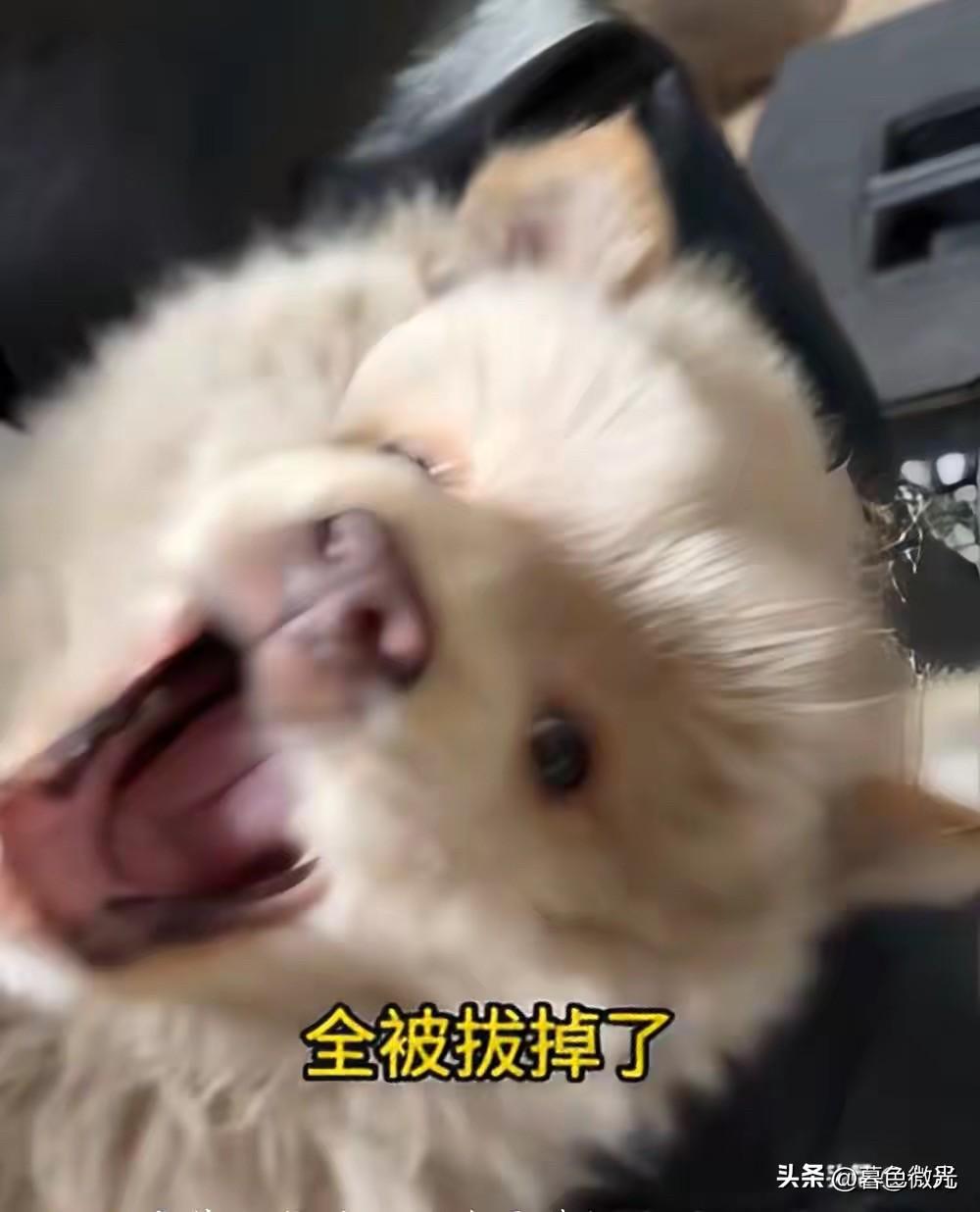 刚失去妈妈的小狗被人拔光了牙齿，一有人碰它就倒地疯狂哀嚎。听路人说这只小狗以前和